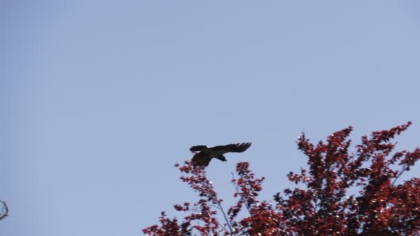 Crow flying in the forest — стоковое видео