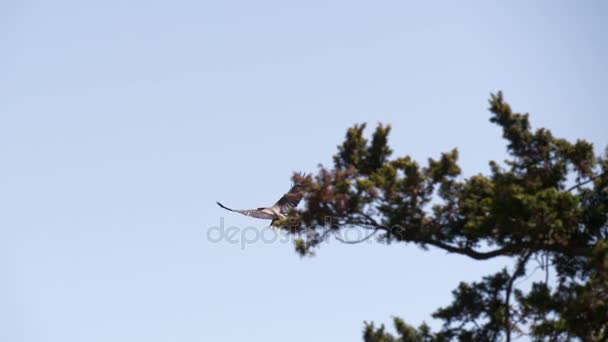 Kråkan flyger i skogen — Stockvideo