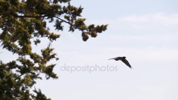 Crow flying  in the forest — Stock Video