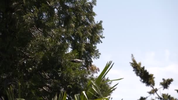 Burung gagak terbang di hutan — Stok Video