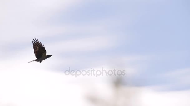 Corbeau volant dans la forêt — Video