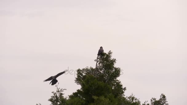 Вороны летают в лесу — стоковое видео