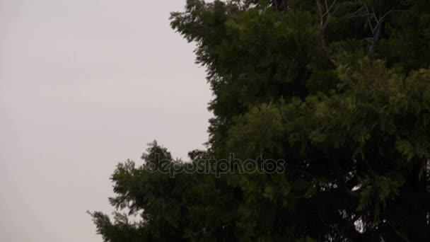 Crow vliegen op bewolkte hemel — Stockvideo