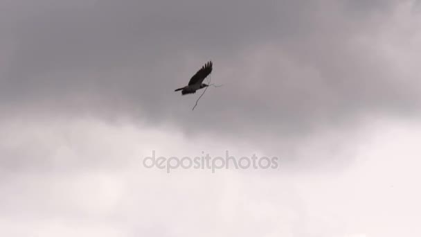 Crow flying on cloudy sky — Stock Video