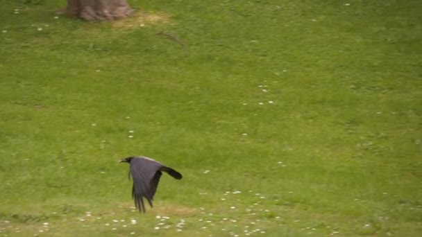 Crow vliegen op de weide — Stockvideo