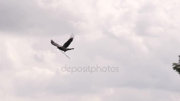 Crow flying on cloudy sky — Stock Video