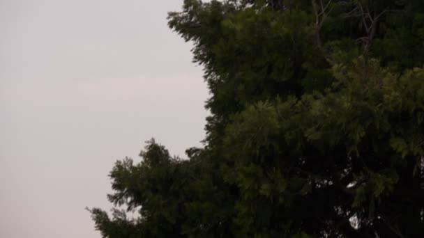 Corbeau volant sur un ciel nuageux — Video