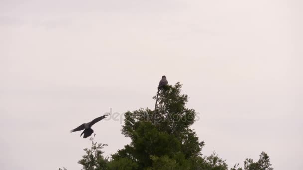 Kraaien vliegen in het bos — Stockvideo