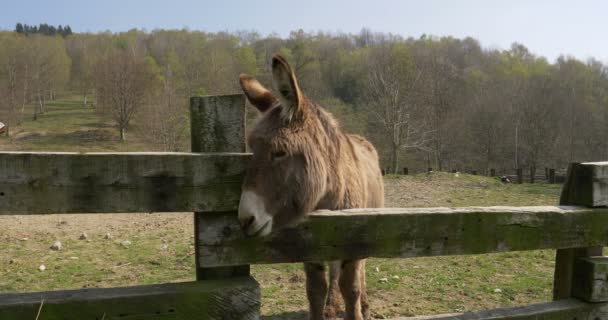 Osioł pasie się na polu — Wideo stockowe