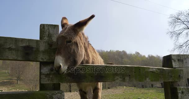 Osioł pasie się na polu — Wideo stockowe