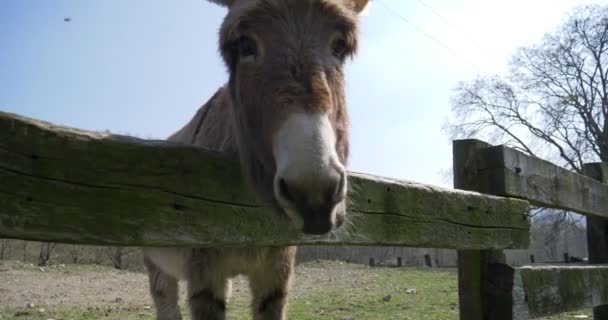 Burro pastoreia no campo — Vídeo de Stock