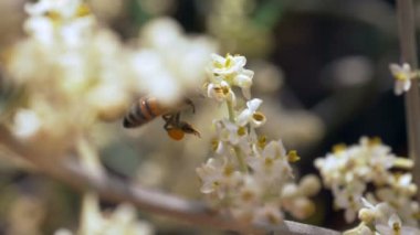 Arı nektarı beyaz çiçek toplama
