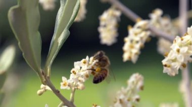 Nektar toplama ve uçup arı