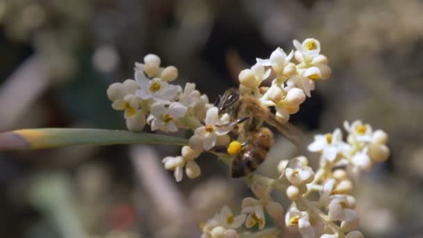 Biet samlar nektar på vit blomma — Stockvideo