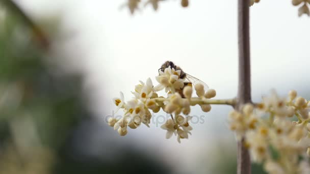 蜂が花の蜜を収集し、離れて飛んで — ストック動画