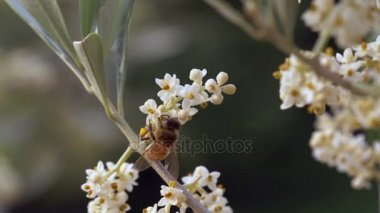 Bal arısı nektar çiçek toplama