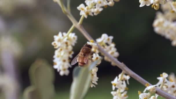 Honungsbiet att samla in nektar från blommor — Stockvideo