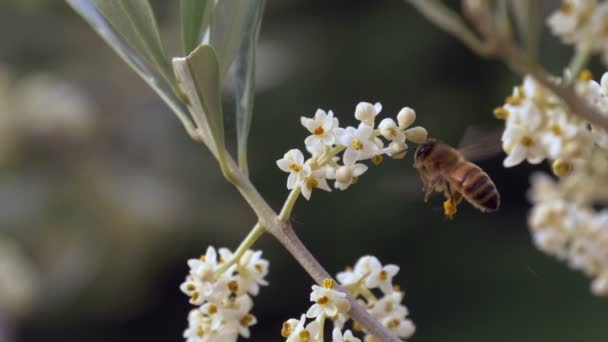 Pszczoła miodna zbiera nektar z kwiatów — Wideo stockowe
