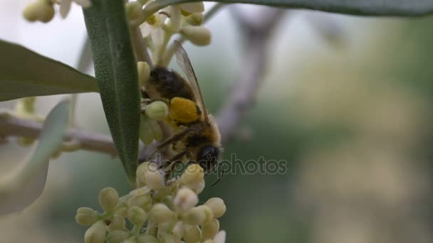 Honungsbiet att samla in nektar från blommor — Stockvideo