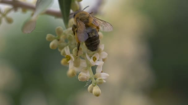 Honingbij verzamelen van nectar van de bloemen — Stockvideo