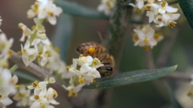 Bal arısı nektar çiçek toplama