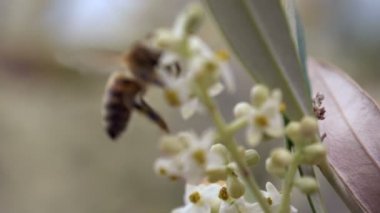 Bal arısı nektar çiçek toplama