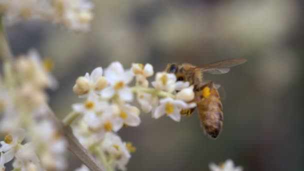 蜜蜂从花中采蜜 — 图库视频影像