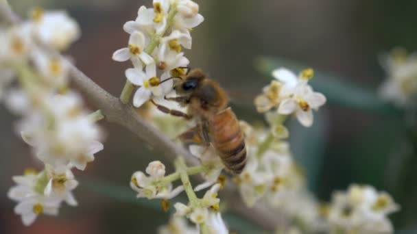 Honungsbiet att samla in nektar från blommor — Stockvideo