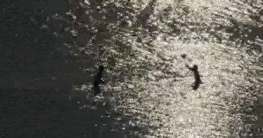 gün batımında denize bir top oynamaktan çocuk