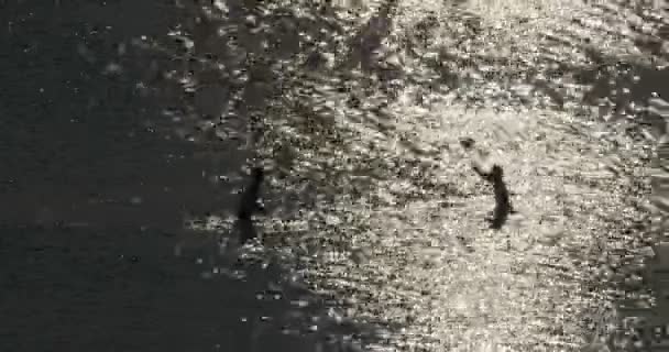 Crianças brincando com uma bola no mar ao pôr do sol — Vídeo de Stock
