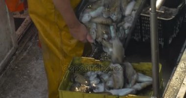 Balıkçı taze yakaladı Mürekkep balıkları satıyor