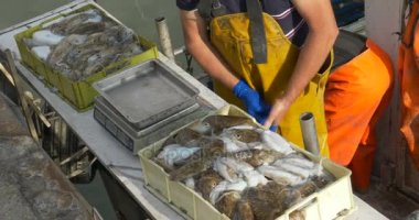 Balıkçı taze yakaladı Mürekkep balıkları satıyor