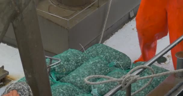 Pescatori scaricano sulla banchina del porto di Cattolica — Video Stock