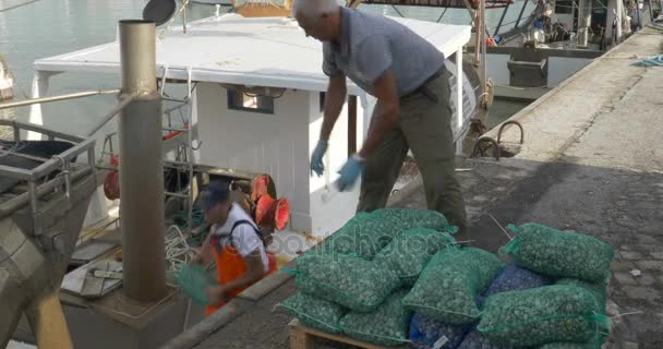 Fishermen unload on the quay of Cattolica harbor — Stock Video