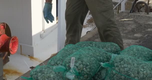 渔民在卡托利卡港口码头上卸载 — 图库视频影像