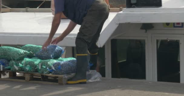 As amêijoas recém-capturadas são carregadas em caminhões refrigereted — Vídeo de Stock