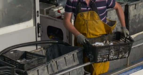 A fisherman sells the freshly caught cuttlefish — Stock Video