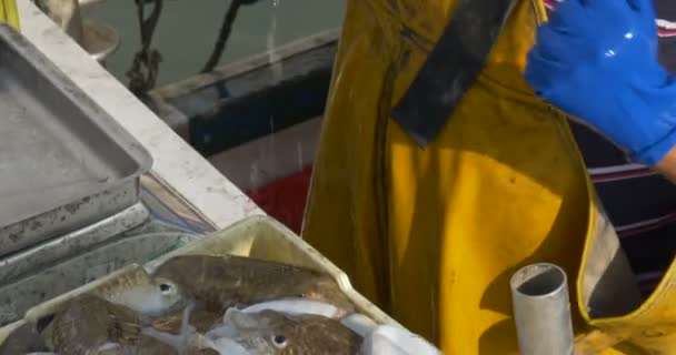 一位渔夫卖刚抓到的墨鱼 — 图库视频影像