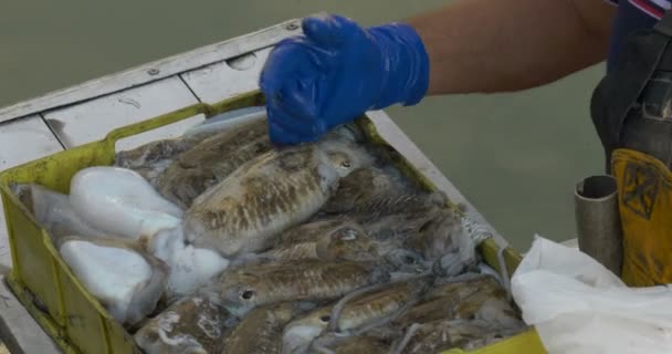 Ένας ψαράς πωλεί τα ολόφρεσκα σουπιές — Αρχείο Βίντεο