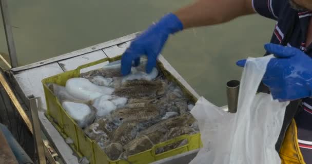 Ένας ψαράς πωλεί τα ολόφρεσκα σουπιές — Αρχείο Βίντεο