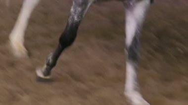 Dört nala koşan at yavaş çekimde kumlu kanalında toynakları closeup