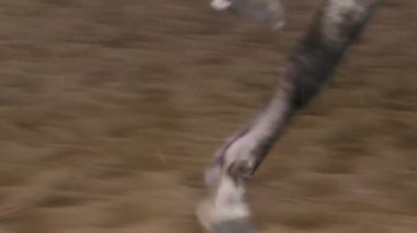 Dört nala koşan at yavaş çekimde kumlu kanalında toynakları closeup