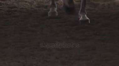 Dört nala koşan at yavaş çekimde kumlu kanalında toynakları closeup