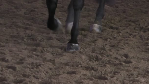 スローモーションで砂のトラックに駆ける馬のひづめのクローズ アップ — ストック動画