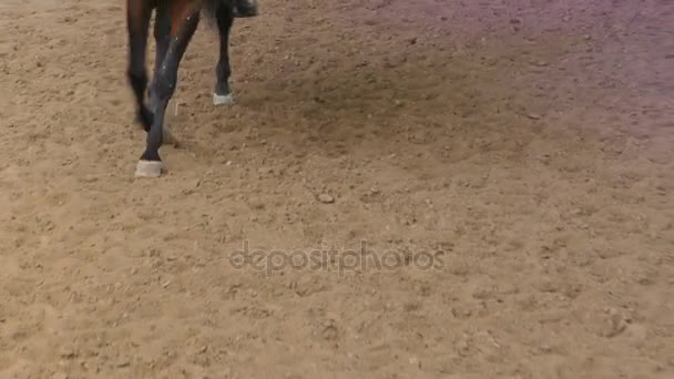 スローモーションで砂のトラックに駆ける馬のひづめのクローズ アップ — ストック動画