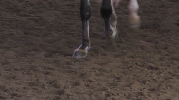 在慢动作的沙地跑道上疾驰的马的蹄的特写 — 图库视频影像