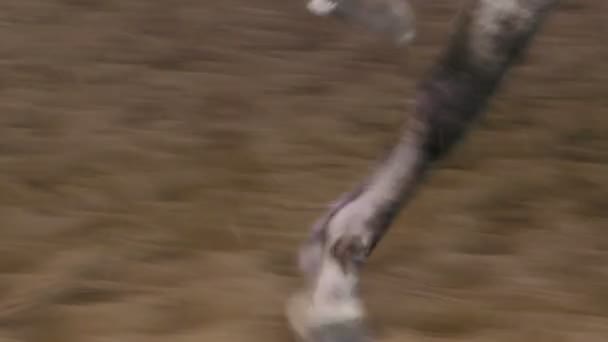 在慢动作的沙地跑道上疾驰的马的蹄的特写 — 图库视频影像