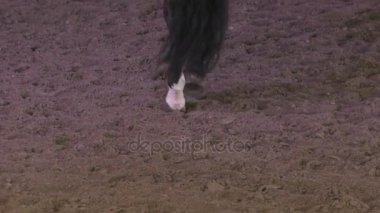 Dört nala koşan at yavaş çekimde kumlu kanalında toynakları closeup