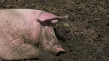 Büyük domuz, komik pembe kuyruğunun kapatmak arkadan görünüm.