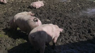 Pembe domuz çamura tavşan çukuru.